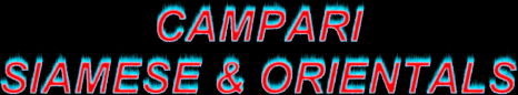 Cindylin Banner