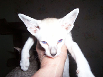 male-kitten