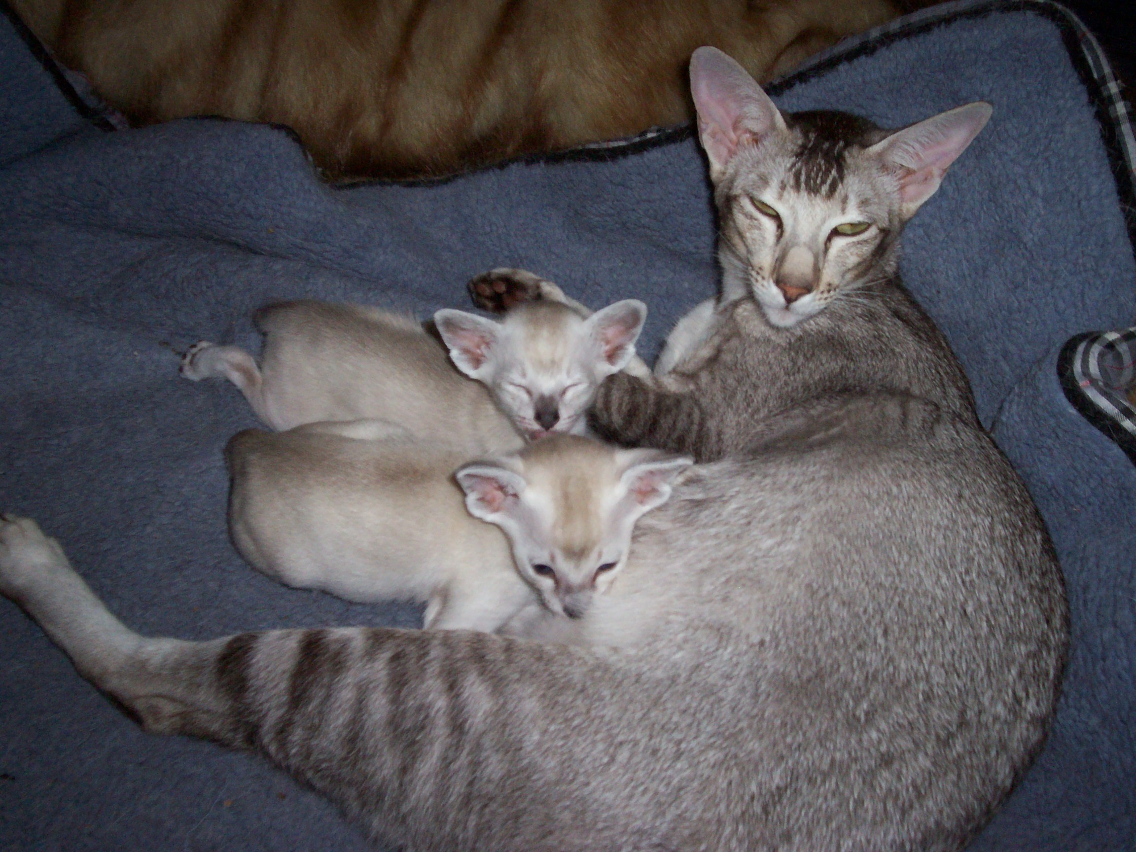 Pearl & Babies